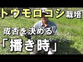 【自然農】トウモロコシ栽培「播き時」を決める2つの注意点　2021年4月21日【natural farming】