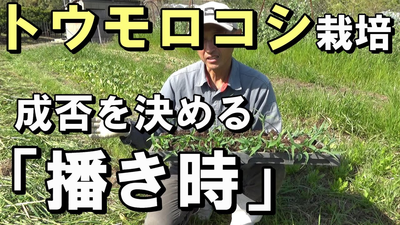 【自然農】トウモロコシ栽培「播き時」を決める2つの注意点　2021年4月21日【natural farming】