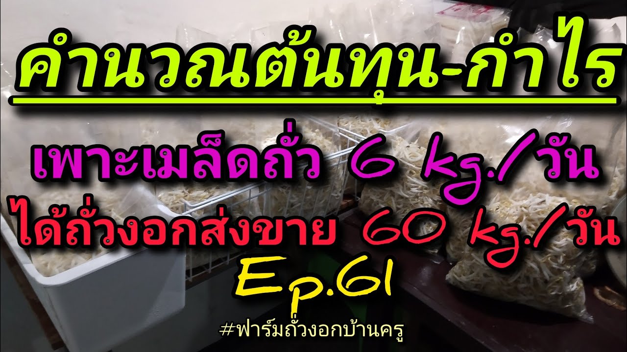 คำนวณต้นทุนจากถั่วงอก60kg.|Ep.61 #ฟาร์มถั่วงอกบ้านครู #CEOหน่อถั่ว #ถั่วงอกเศรษฐีมีสุข