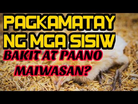 Video: Paano Mag-imbita ng Mga Bats sa Pugad sa Iyong Yard: 14 Mga Hakbang