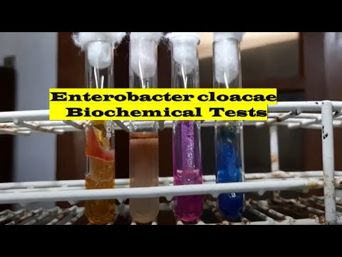 Video: Enterobacter cloacae былжырлуубу?