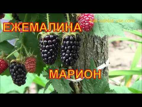 Видео: Информация о Marionberry - Как выращивать Marionberry