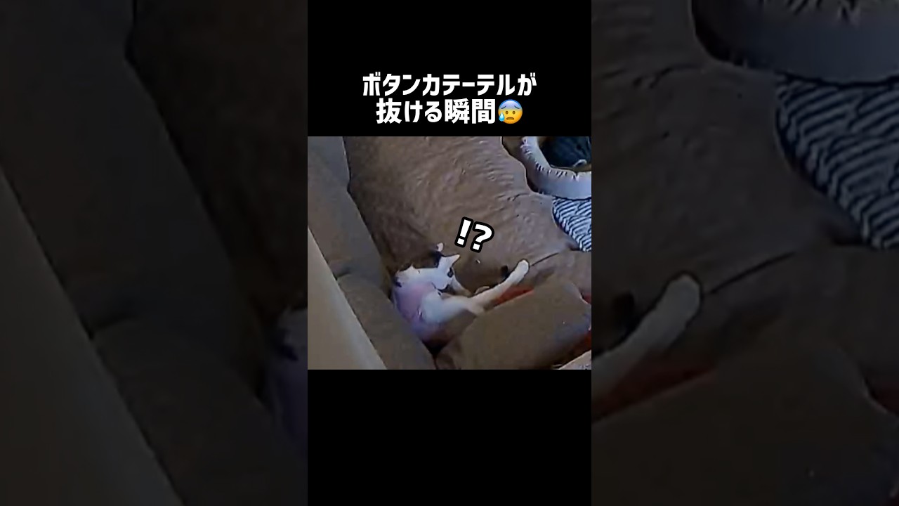 ブンブン無事に帰ってきてくれました😭✨🙏