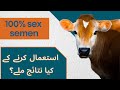 100% sex-semen istemal karnay kay results; conception rates of cows at 1st insemination of sex-semen