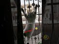 Bulaga!!! 🤣😹 #coolvibes ♥️ #cat #animals #pets #nature