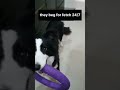 Just A Casual Day With A Border Collie Just A Casual Day With A Border Collie