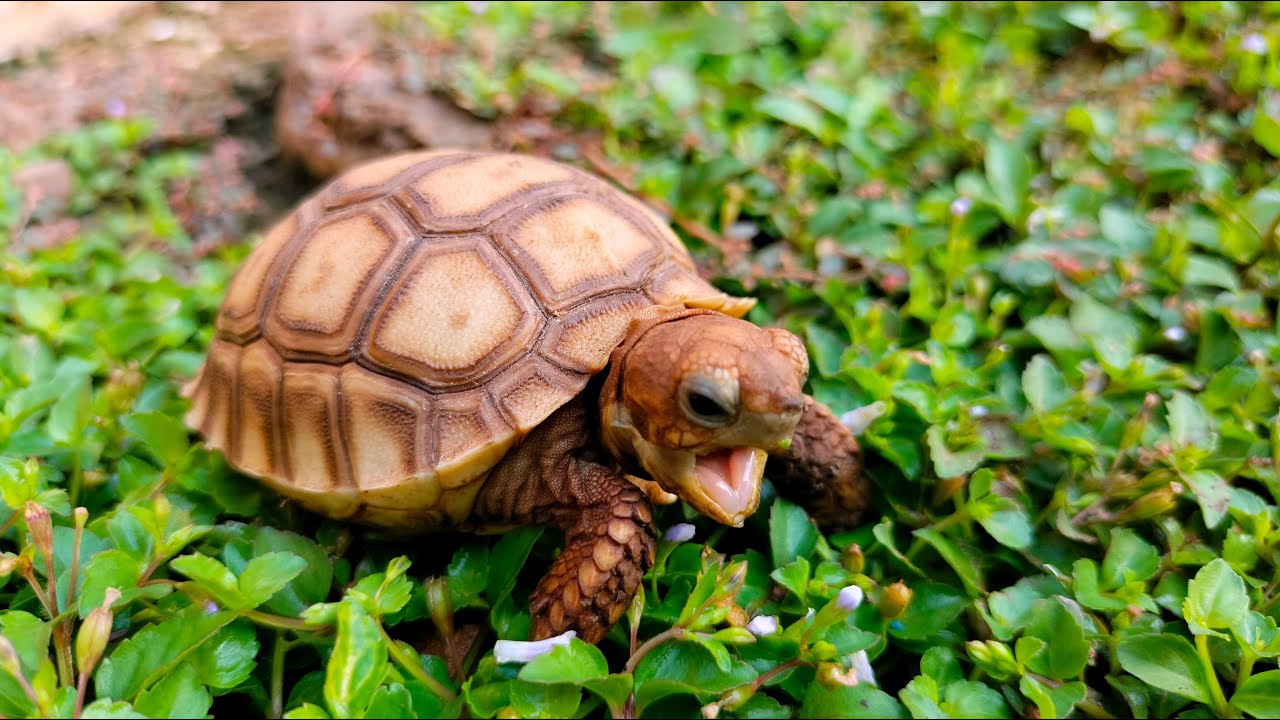Barnacle Tortoise We Built Our Turtle a MANSION! | Saving an Tortoise shell Covered in ...