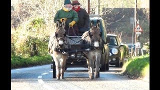 Breaking a pair of donkeys  carriage driving.