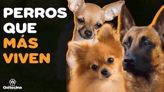 TOP DE LOS PERROS QUE MÁS VIVEN