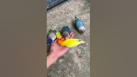 aviary alam bebas