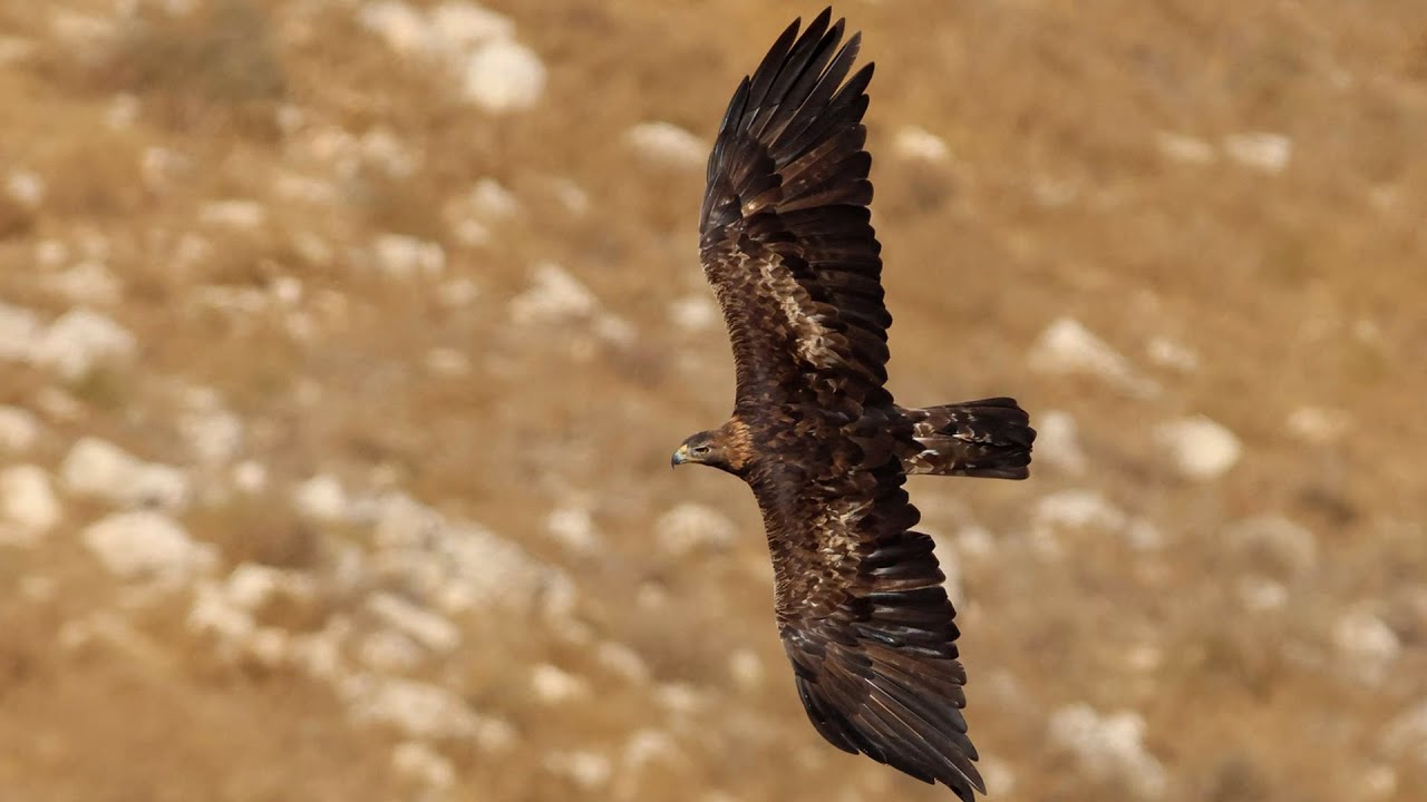 נשיונל ג'יאוגרפיק ביו
