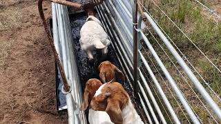 Boergoat footbathing