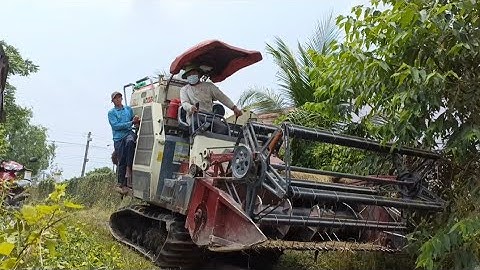 máy cắt 102 cùng cắt với máy 70 độ cắt lúa quá nhanh tập89 #maibangtv