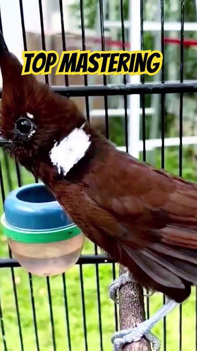 Cililin Top Mastering #birds #cililin #burung #masteranburung #masteranmurai #animals #music #fypシ