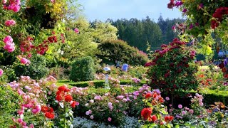 Beautiful flowers Garden in Canada. USA Canada amazing flowers