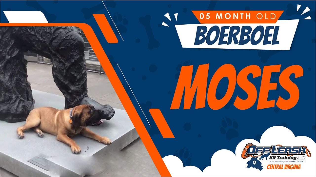 5 mo Boerboel (Moses) Best Richmond Va Dog Trainers Off Leash K9