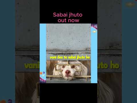 SABAI JHUTO | THE RAGE-BAIT SONGOUT NOW ON ALL PLATFORMS  #music #nepali #original #lyrics #shorts