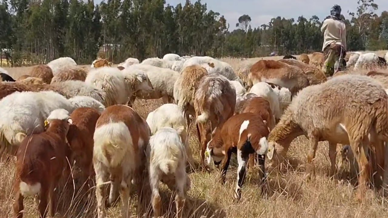 አዋጭ የቢዝነስ ወሬ ልንገራቹህ | በግ ማርባት እጅግ አዋጭ ነው! | 