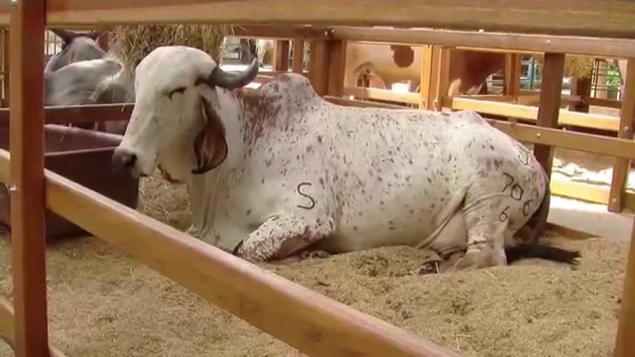 Como son las Ferias de Exposición Ganaderas - TvAgro por Juan Gonzalo Angel