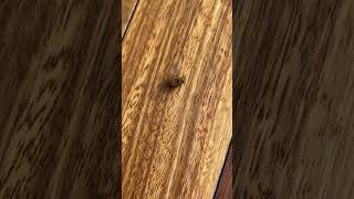 Poor fly :( #fly #backspin #sad