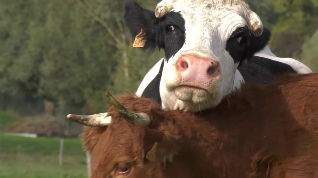 La ferme des trois chênes - Une année à la ferme - YouTube