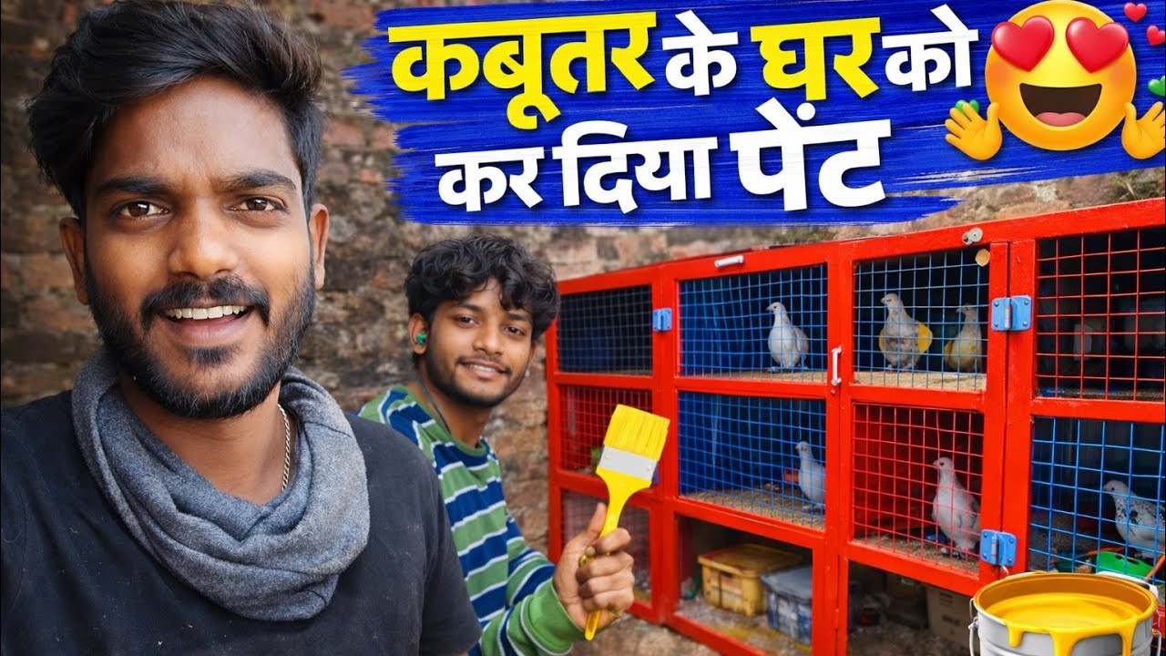 //Loft ko kar diya pent 😍 #pigeon #kabutar #viral #birds #pigeonlaver #youtube #rspigeonvlog23 