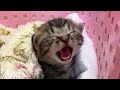 目の開かない子猫を保護しました