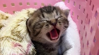 目の開かない子猫を保護しました