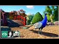 🐼 Peafowl Walkthrough Habitat | Speed Build | Planet Zoo | Meilin Zoo | Ep. 9