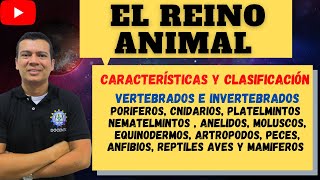 EL REINO ANIMAL, COMO SE CLASIFICAN, VETEBRADOS, INVERTEBRADOS, PORIFEROS, ANELIDOS, CNIDARIOS, ETC.