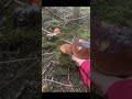 Mushrooms from the carpathian mountains porcini boletus grzyby  