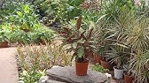 حرف و حكاية - دليل العناية الكامل لنبتة الفيكس _ Ficus plant care