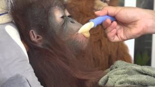 새끼 오랑우탄 ( Baby Orangutan )