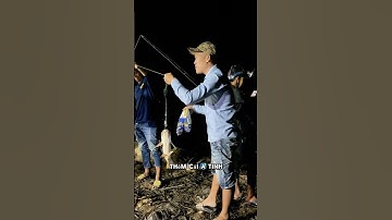 Câu cá tra sông với mồi câu R1 và R3 #camr1 #camr2 #camr3 #mồicâur1 #mồicâur3