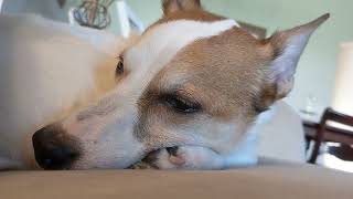 Olive the Jack Russell mix falling asleep... or trying to.   || Pet Friendly by Pet Friendly 16 views 1 year ago 2 minutes, 43 seconds