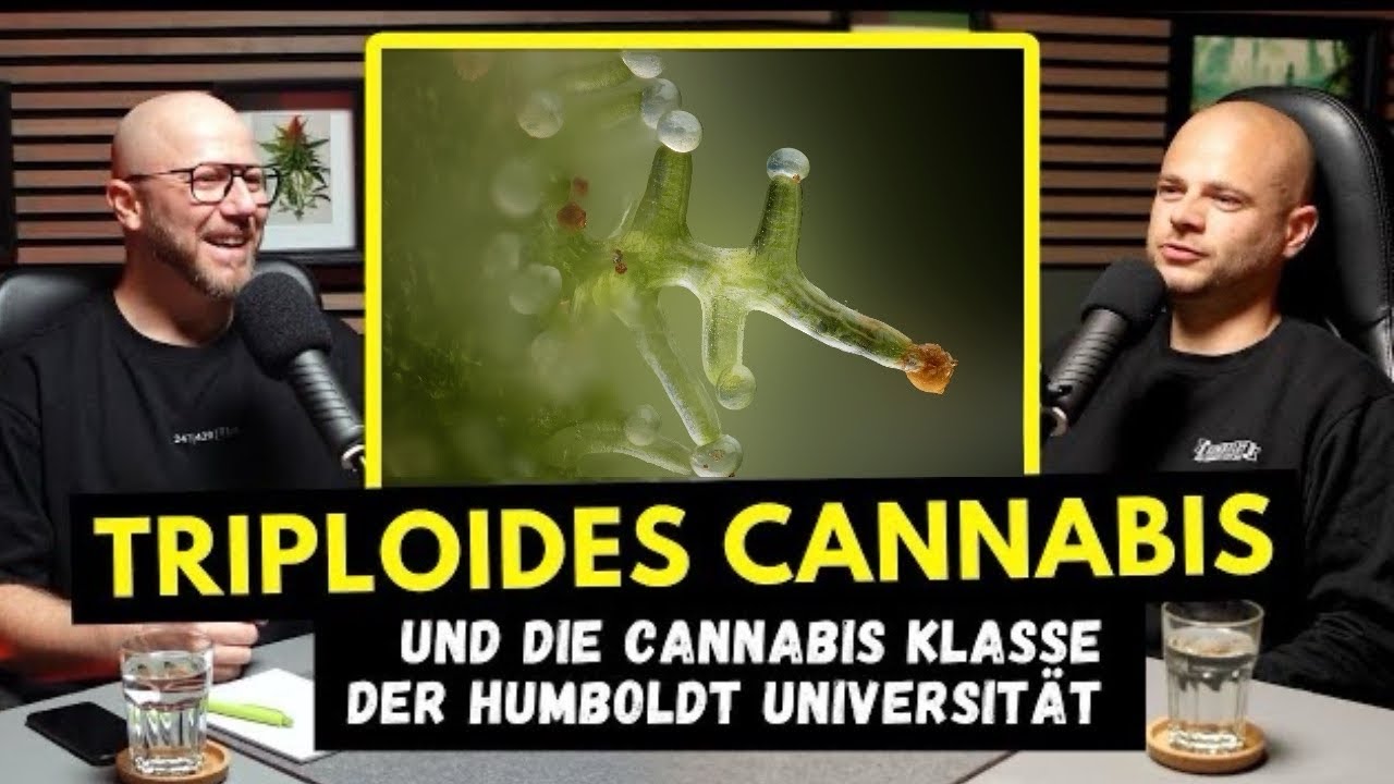 Triploides Cannabis und die Cannabis Klasse der Humboldt Universität Berlin