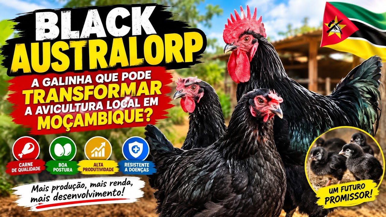 BLACK AUSTRALORP: A GALINHA QUE PODE TRANSFORMAR A AVICULTURA LOCAL EM MOÇAMBIQUE? 🇲🇿🐔