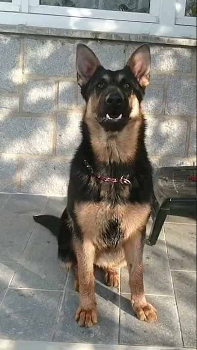 Anjing Menggonggong, Dog Barking Howling in Real Life