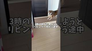 柴犬は見た！👀飼い主の深刻な秘密？