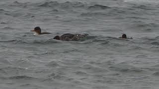 1080109貢寮稀有冬候鳥紅胸秋沙鴨(Mergus serrator)3