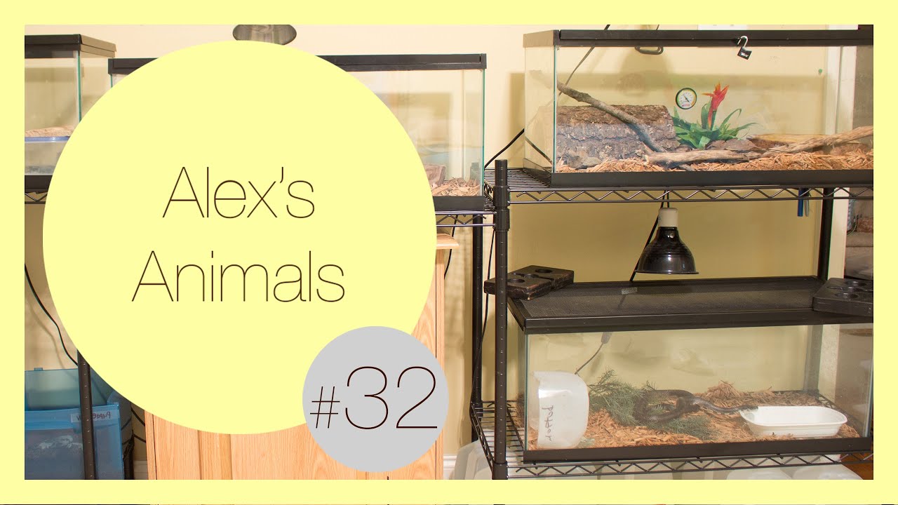 how-to-restore-my-backup-without-a-ledger-wallet Mid July Reptile Room!