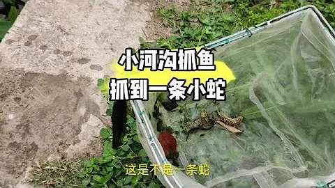 戶外抓魚就是充滿了刺激。#農村生活 #鄉野生活 #真實戶外 #戶外捕魚 - 天天要聞