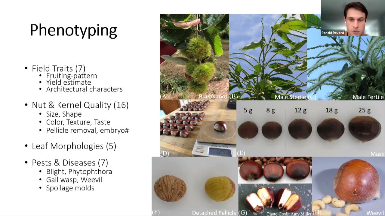 Chestnut Chat: Participatory Chestnut Breeding