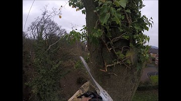 Tree Felling - Dead Beech Tree Section Fell, HD