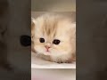 Adorable Kittens Compilation ❤❤❤ | Sweetest Kitties of 2026 😺 (I_LOVE_YOU_BABY_34)