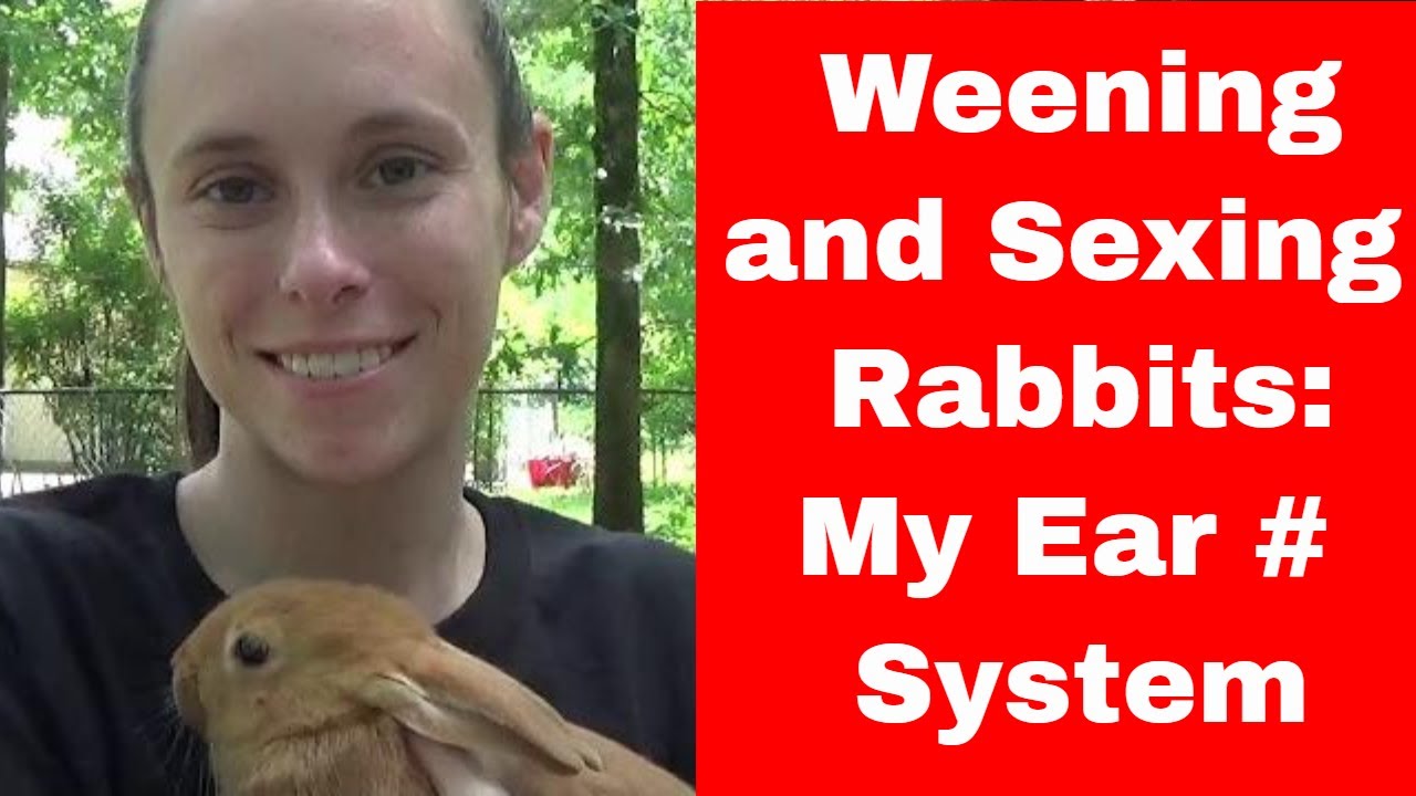 Weening, Weighing, and Sexing Rabbit: Ear Number System 