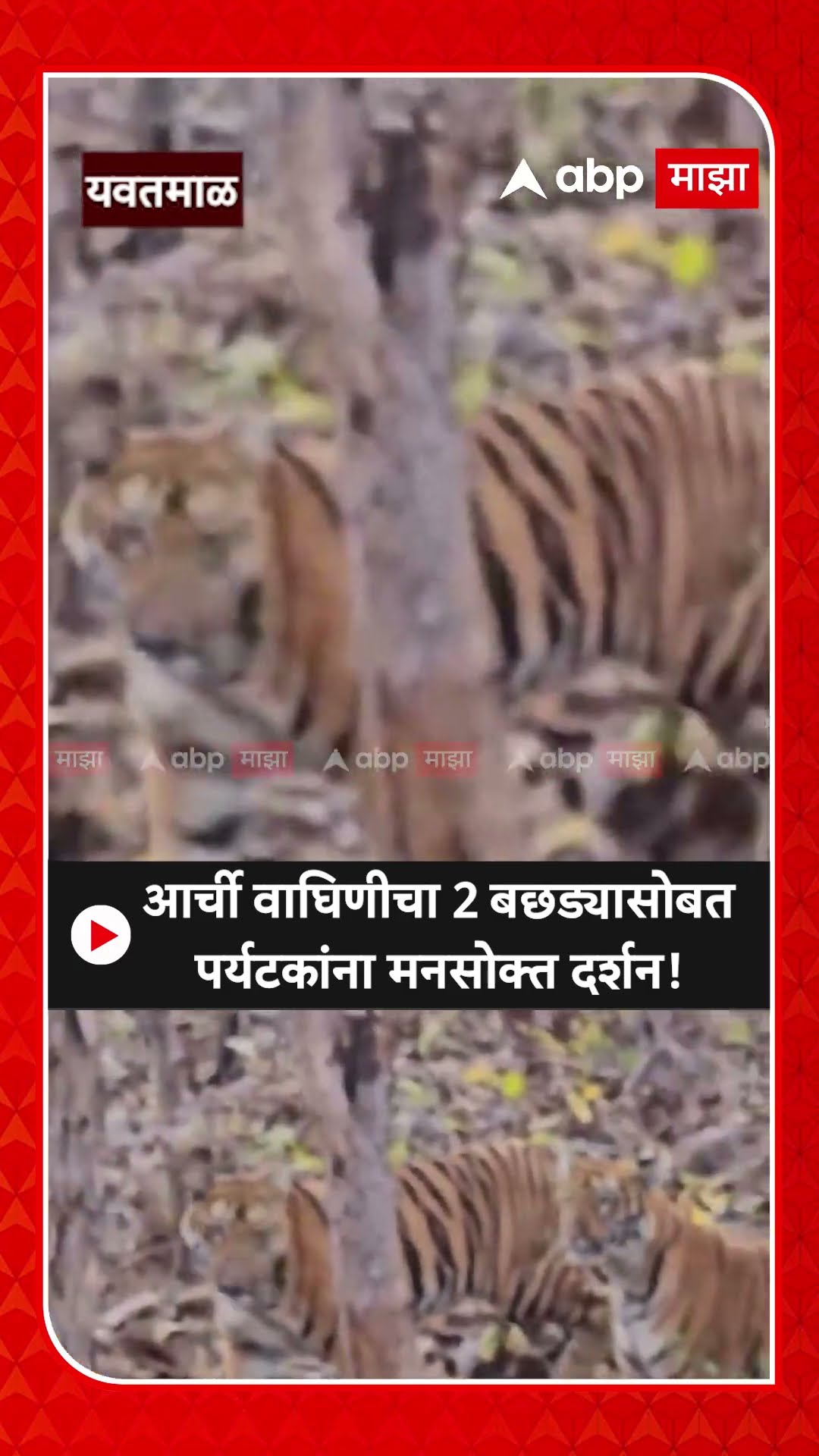 Tipeshwar Safari | आर्ची वाघिणीचा दोन बछड्यासोबत पर्यटकांना मनसोक्त दर्शन  ABP Majha