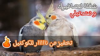 اقوي صوت تحفيز لتزاوج ببغاء الكوكتيل (الكروان)