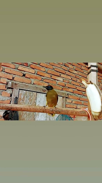 percang atau kutilang sutra lumayan gacor padahal masih bahan