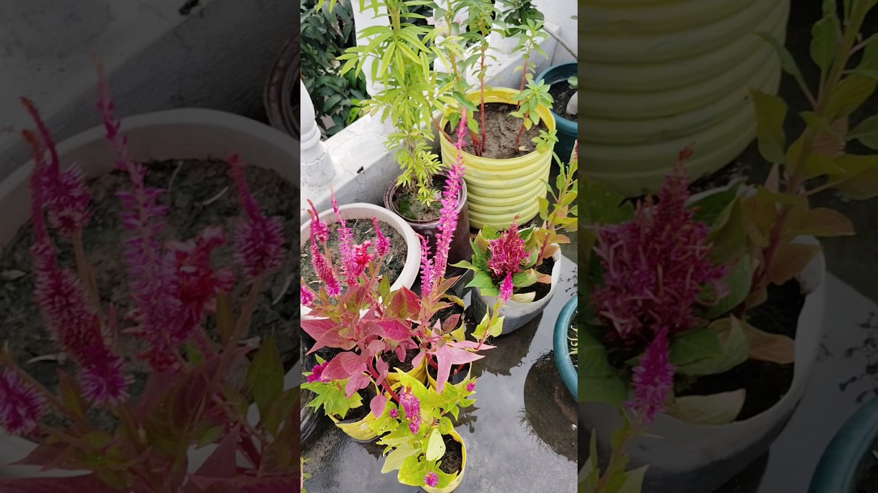 Some Terrace garden view after rain 🌧️☔